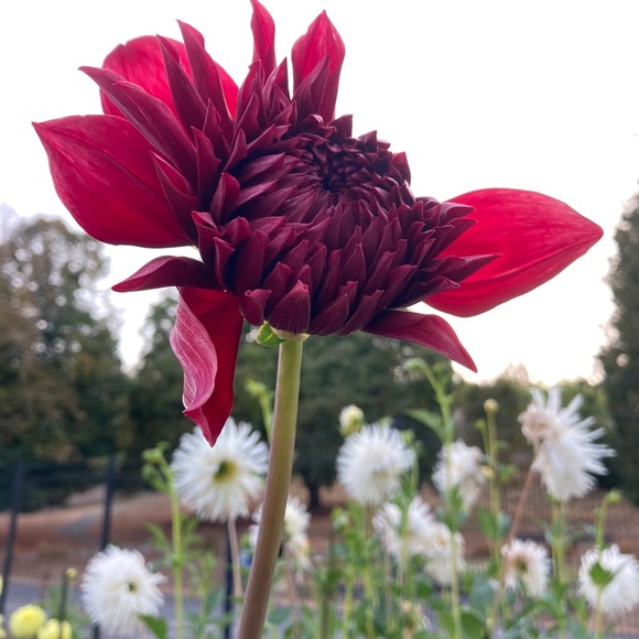 Bra top - Picture 2 of 4